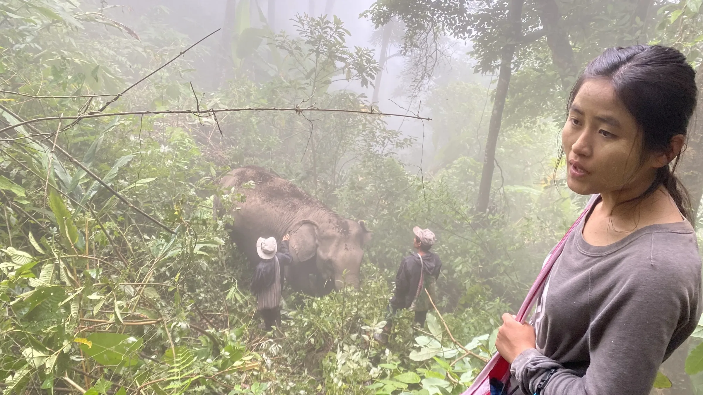 A free-roaming elephant in the forest of Umphang, Thailand.